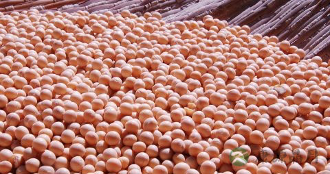 黄豆可以和什么煲汤 黄豆可以和什么煲汤