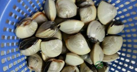 白云贝的吃法_哪些人不能吃白云贝 白云贝的吃法_哪些人不能吃白云贝