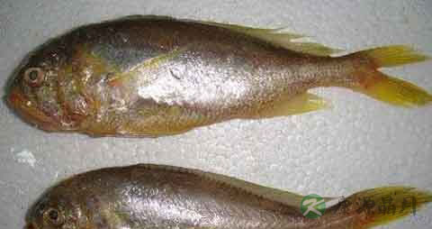 丁珠鱼的吃法_哪些人不能吃丁珠鱼 丁珠鱼的吃法_哪些人不能吃丁珠鱼