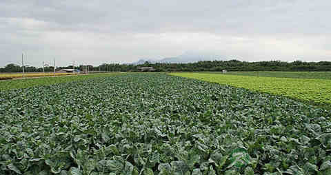 海芥兰的营养价值_吃海芥兰的好处