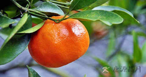 红桔的吃法_哪些人不能吃红桔 红桔的吃法_哪些人不能吃红桔