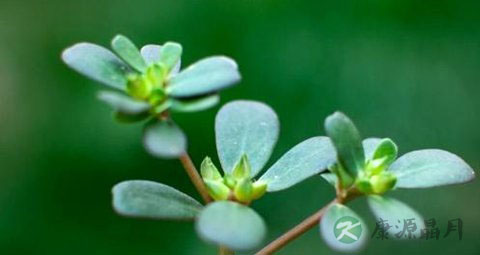 马齿苋能治白头发吗