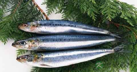 青皮鱼的营养价值_吃青皮鱼的好处 青皮鱼的营养价值_吃青皮鱼的好处