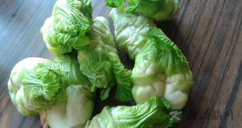 儿菜的吃法_哪些人不能吃儿菜