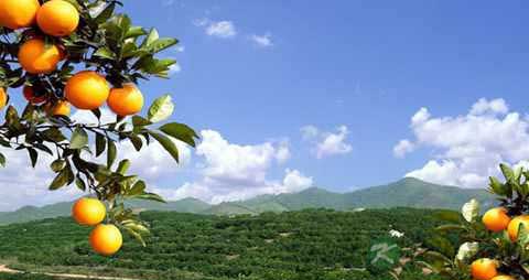 脐橙的吃法_哪些人不能吃脐橙