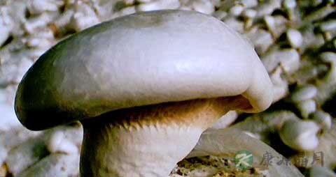 阿魏菇的吃法_哪些人不能吃阿魏菇