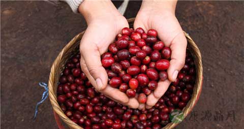 咖啡豆的营养价值_吃咖啡豆的好处