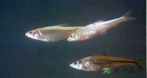麦穗鱼的营养价值_吃麦穗鱼的好处