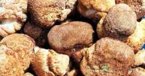 猴头蘑的营养价值_吃猴头蘑的好处 猴头蘑的营养价值_吃猴头蘑的好处