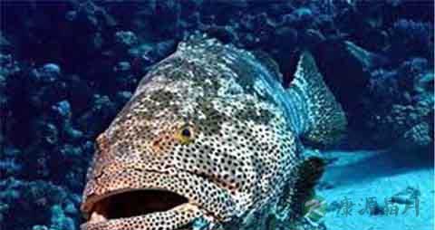 石斑鱼的吃法_哪些人不能吃石斑鱼 石斑鱼的吃法_哪些人不能吃石斑鱼