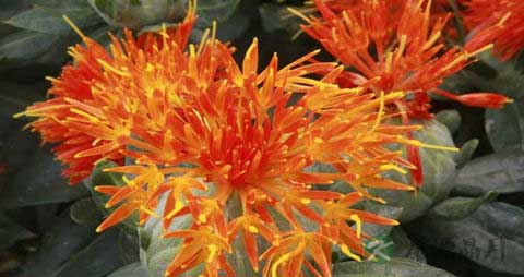 红花的营养价值_吃红花的好处