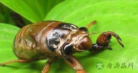 知了猴怎么保存不变黑