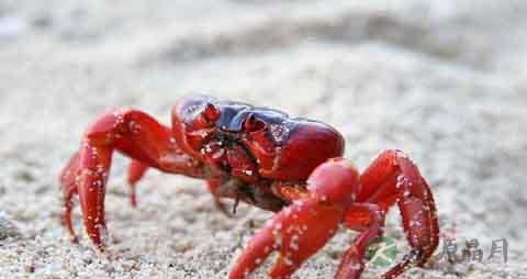 红蟹的营养价值_吃红蟹的好处 红蟹的营养价值_吃红蟹的好处