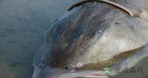 金鳇鱼的营养价值_吃金鳇鱼的好处