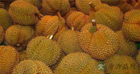 没开口的榴莲要放几天