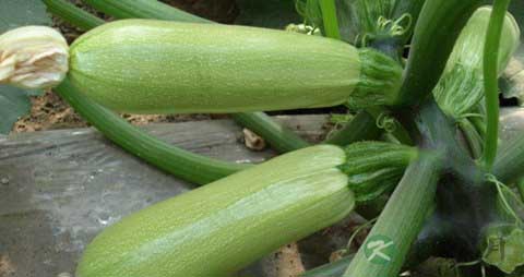 越瓜的营养价值_吃越瓜的好处