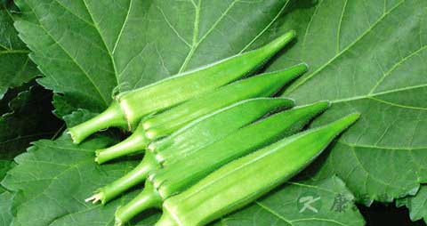 秋葵怎么挑选