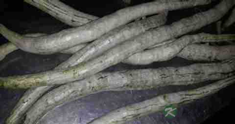 蛇豆的营养价值_吃蛇豆的好处