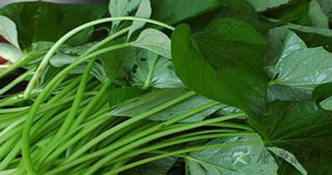 红薯苗的吃法_哪些人不能吃红薯苗