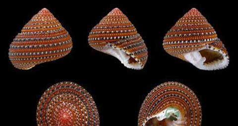 马蹄贝的营养价值_吃马蹄贝的好处