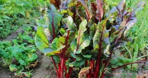 叶甜菜的营养价值_吃叶甜菜的好处