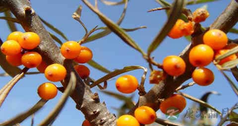 酸刺果的营养价值_吃酸刺果的好处 酸刺果的营养价值_吃酸刺果的好处