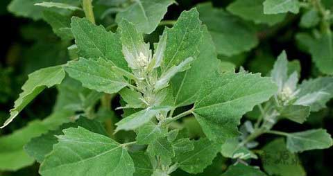 灰灰菜的吃法_哪些人不能吃灰灰菜