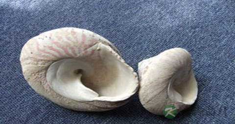 马蹄贝的营养价值_吃马蹄贝的好处