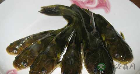 黄颡鱼的营养价值_吃黄颡鱼的好处 黄颡鱼的营养价值_吃黄颡鱼的好处