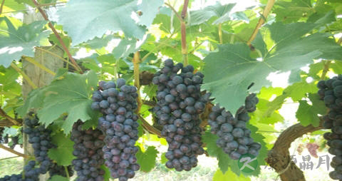 夏黑葡萄的营养价值_吃夏黑葡萄的好处 夏黑葡萄的营养价值_吃夏黑葡萄的好处