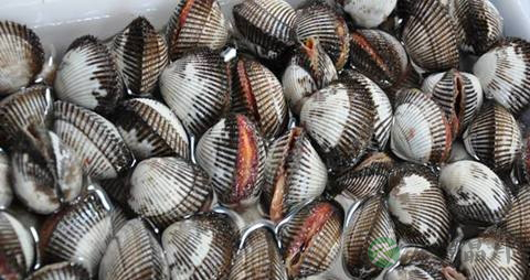 毛蚶能多吃吗 毛蚶能多吃吗