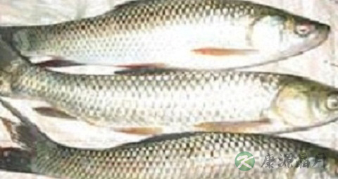 雪鲮的营养价值_吃雪鲮的好处 雪鲮的营养价值_吃雪鲮的好处