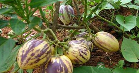 茄瓜的营养价值_吃茄瓜的好处