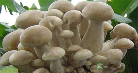 金福菇的吃法_哪些人不能吃金福菇