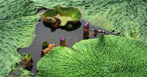 芡实米的吃法_哪些人不能吃芡实米