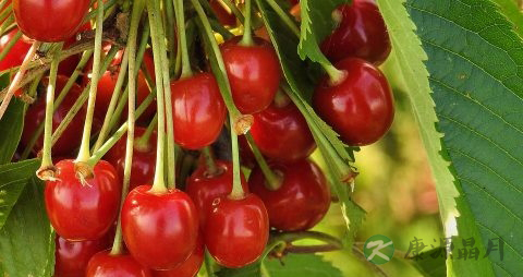 小樱桃怎么吃好吃 小樱桃怎么吃好吃