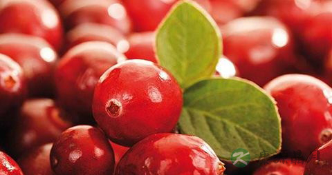 蔓越莓干怎么吃起来有点苦