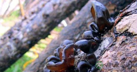 凉拌木耳用焯水吗