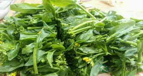 油菜心的吃法_哪些人不能吃油菜心 油菜心的吃法_哪些人不能吃油菜心