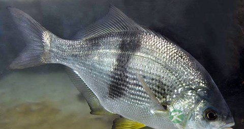 海鲫鱼的吃法_哪些人不能吃海鲫鱼