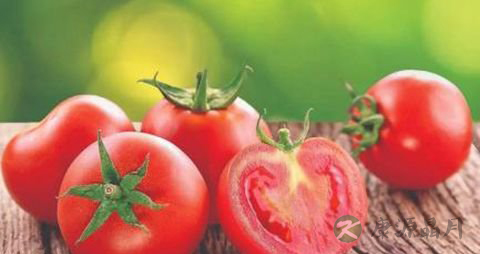 青番茄有毒吗