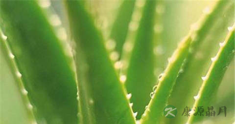芦荟的营养价值_吃芦荟的好处