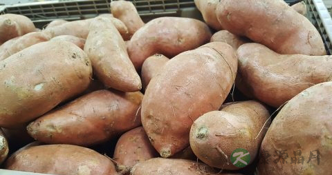 紫薯发芽了还能吃吗 紫薯发芽了还能吃吗