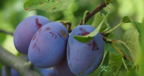 黑布林是酸性还是碱性