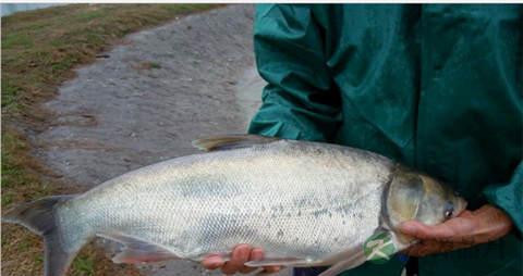 感鱼的营养价值_吃感鱼的好处