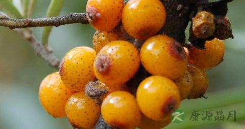 沙棘的营养价值_吃沙棘的好处