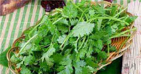 芫荽的营养价值_吃芫荽的好处