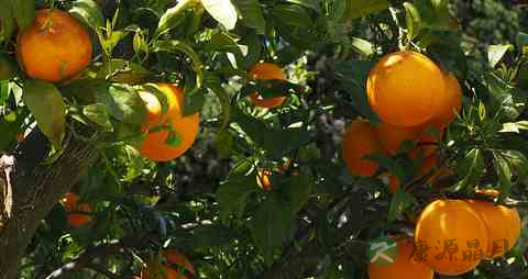 牛奶加咖啡有害吗 牛奶加咖啡有害吗