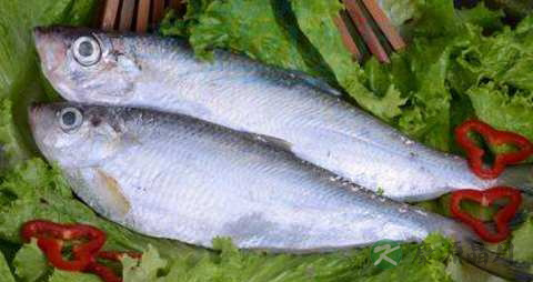 鳓鱼的营养价值_吃鳓鱼的好处