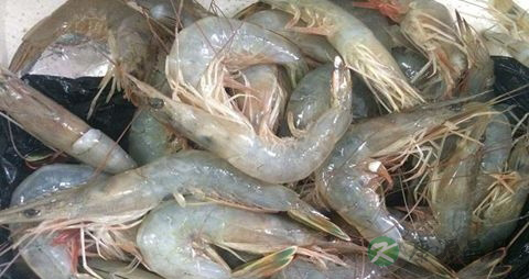 中国对虾的营养价值_吃中国对虾的好处